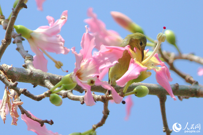 ?????????????? ????? ???????